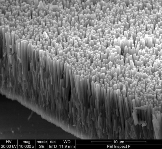 These tiny hair-like rods bend and flex when exposed to sound, creating electricity. image credit: Steve Dunn, Queen Mary, University of London