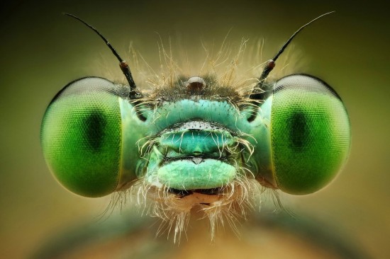 buggy