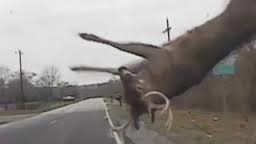 stag