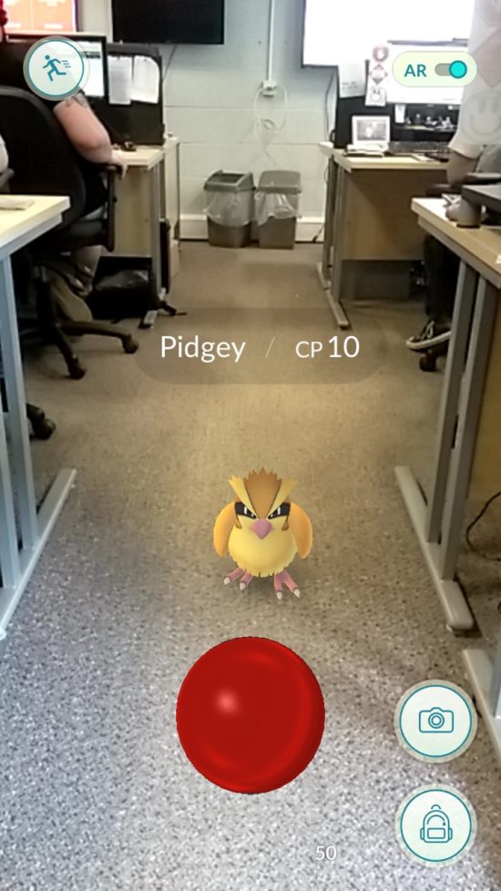 pidgey1