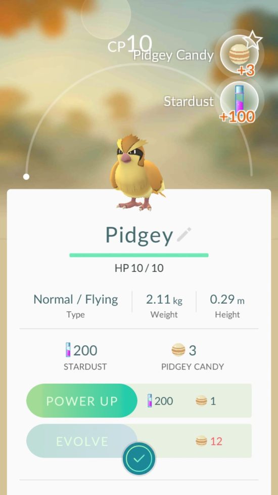 pidgey3